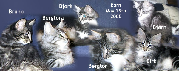 Enka's and Prince Rilian's kittens 2005