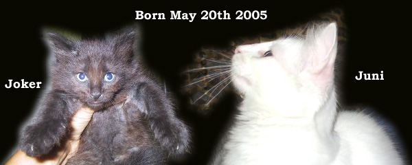 Evita and Prince Rilian's kittens 2005