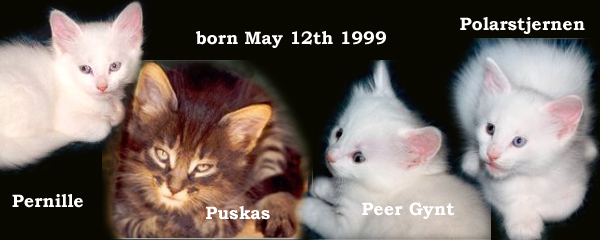 Evita and Santiago's kittens 1999