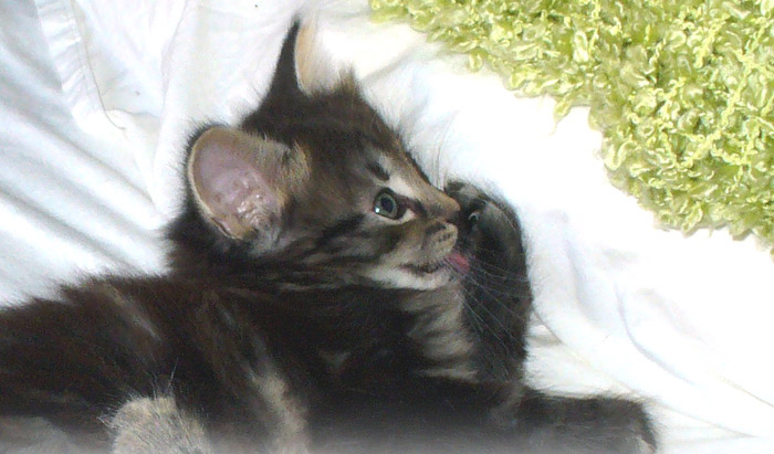 Oskar, six weeks old